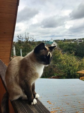 Çatı katındaki Suzdal kedisi, Rusya.