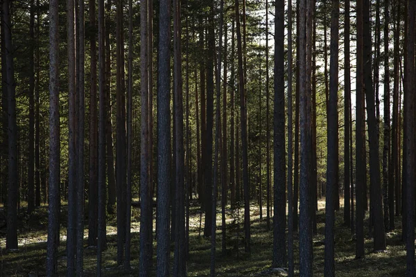 Rusya Bir Çam Ormanında Kış Güneşli Bir Gün — Stok fotoğraf
