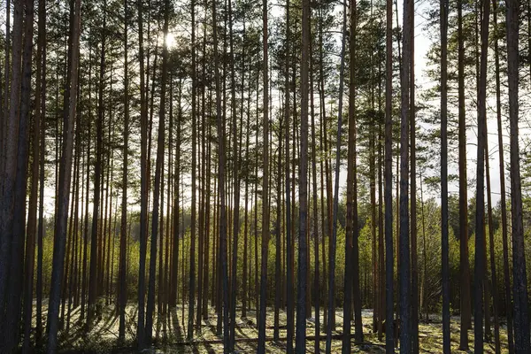 Rusya Bir Çam Ormanında Kış Güneşli Bir Gün — Stok fotoğraf