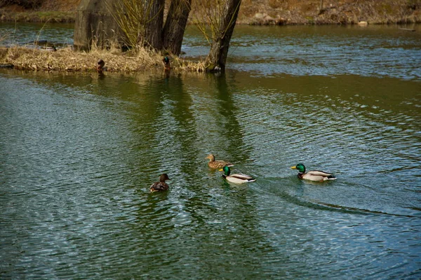 Entenzuchtspiele Auf Einem Stadtweiher — Stockfoto