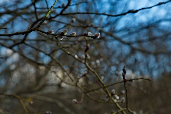 Цвітіння Бутонів Верби Весняному Парку — стокове фото