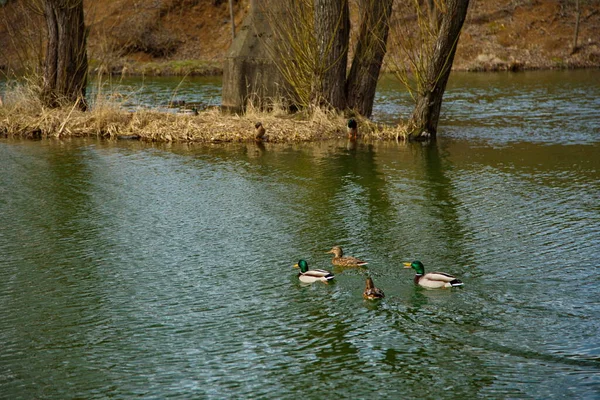 Entenzuchtspiele Auf Einem Stadtweiher — Stockfoto