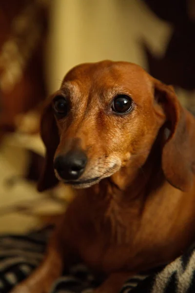 Portrait Elderly Dachshund Interior — Stock Photo, Image