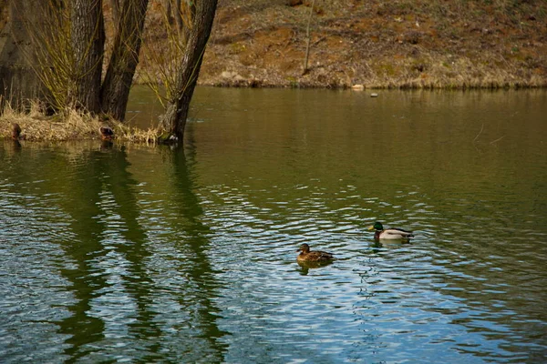 Jeux Élevage Canards Sur Étang Ville — Photo