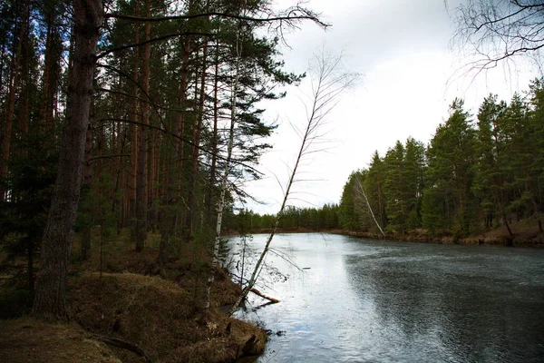 Rio Uma Floresta Pinheiro Rússia Central — Fotografia de Stock