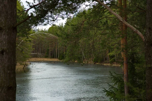 Río Bosque Pinos Rusia Central —  Fotos de Stock