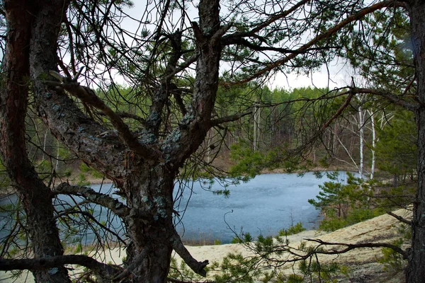 Lago Del Bosque Bosque Pinos Rusia Central —  Fotos de Stock