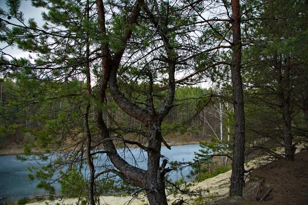 Lago Del Bosque Bosque Pinos Rusia Central —  Fotos de Stock
