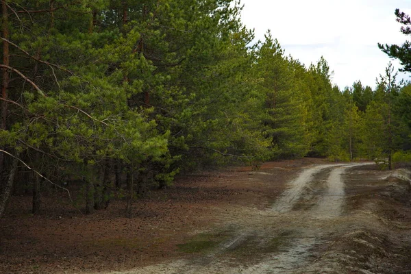 Vidéki Egy Fenyőerdőben Közép Oroszországban — Stock Fotó