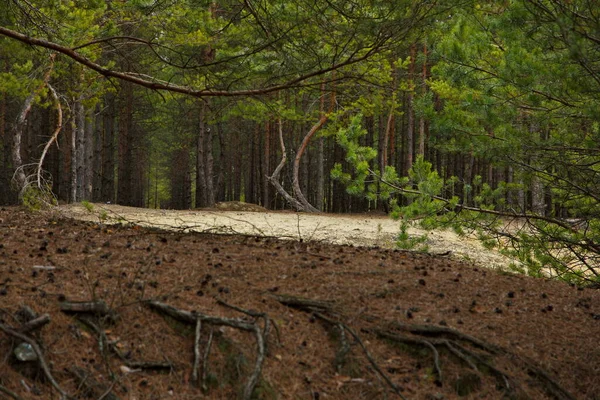 Bosque Pino Joven Rusia Central — Foto de Stock