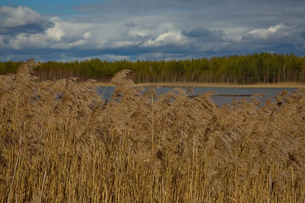 Broussailles Herbe Des Lacs Côtiers Russie Centrale — Photo