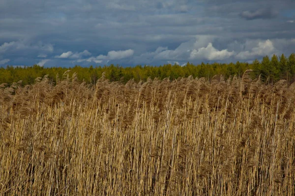 Thickets Coastal Lake Grass Central Russia — Stock Photo, Image