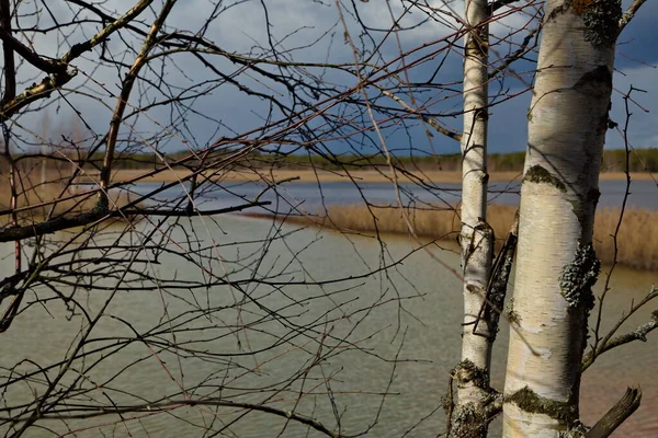 Весенние Березы Озере Центральная Россия — стоковое фото