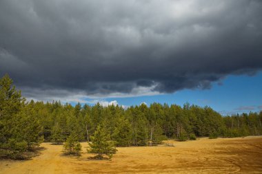Kumlu topraklarda çam ormanı, Orta Rusya.