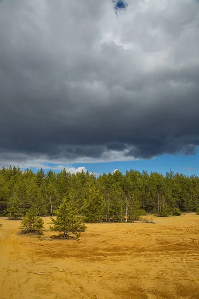 Δάσος Πεύκου Αμμώδες Έδαφος Κεντρική Ρωσία — Φωτογραφία Αρχείου