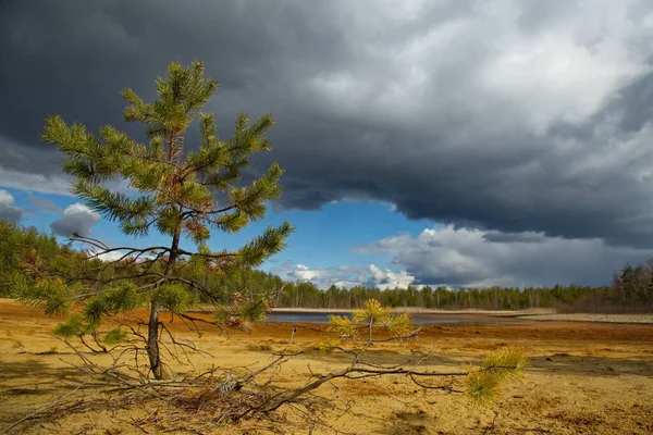 Playa Arena Lago Forestal Bosque Pinos Rusia Central — Foto de Stock