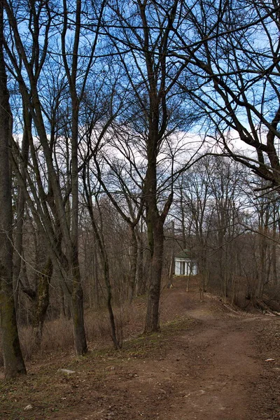 Terk Edilmiş Bir Bahar Parkındaki Ağaç — Stok fotoğraf