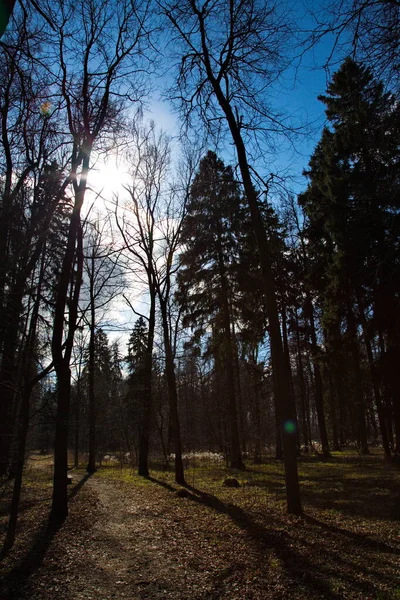 Slunečný Jarní Den Ruském Lese — Stock fotografie