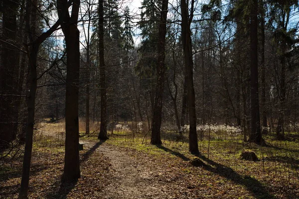 Dia Ensolarado Primavera Floresta Russa — Fotografia de Stock
