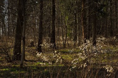 Bahar ormanlarında beyaz yapraklı sıra dışı çalılar..