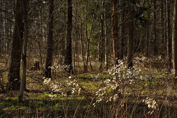 Arbustes Insolites Avec Des Feuilles Blanches Dans Forêt Printanière — Photo