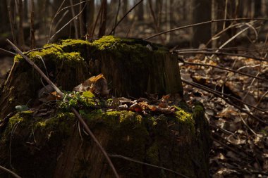 Bahar güneşinin ışınlarında yosunlu bir kütük..