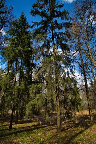 Rus Ormanında Güzel Bir Bahar Günü — Stok fotoğraf