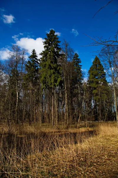 Belo Dia Primavera Floresta Russa — Fotografia de Stock