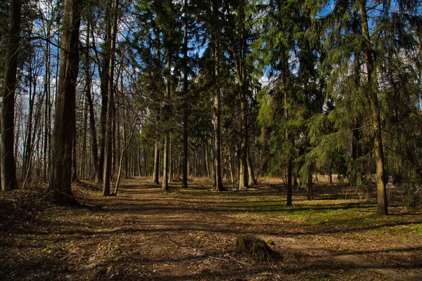 Krásný Jarní Den Ruském Lese — Stock fotografie