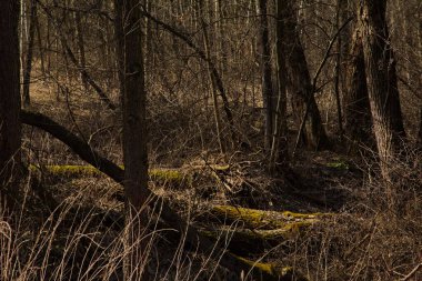 Bahar ormanı kardan kurtuldu..