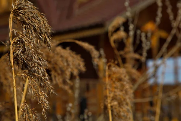 Ear of wheatgrass against the background of an Orthodox church, Russia.