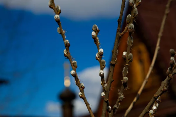 Virágos Fűzfa Rügyek Egy Ortodox Egyház Hátterében Oroszország — Stock Fotó