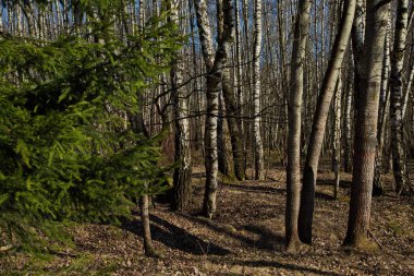 Rusya 'da huş ağacının başında.