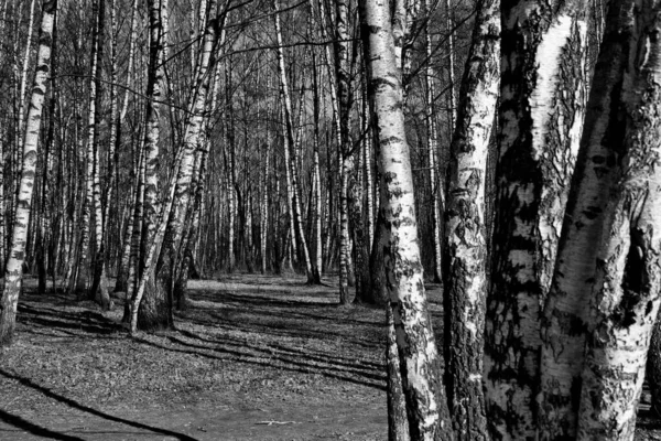 ロシアの白樺林の早春 — ストック写真