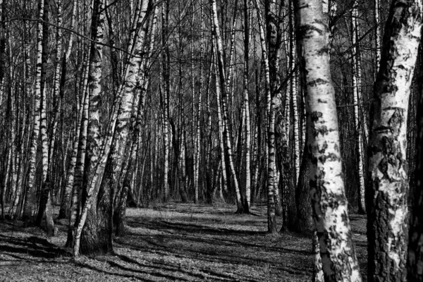 러시아의 자작나무 숲에서 — 스톡 사진
