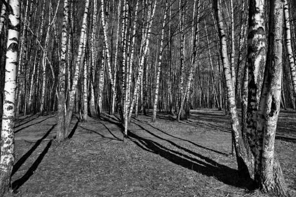 러시아의 자작나무 숲에서 — 스톡 사진