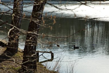 Moskova parkında bahar göleti, Rusya.