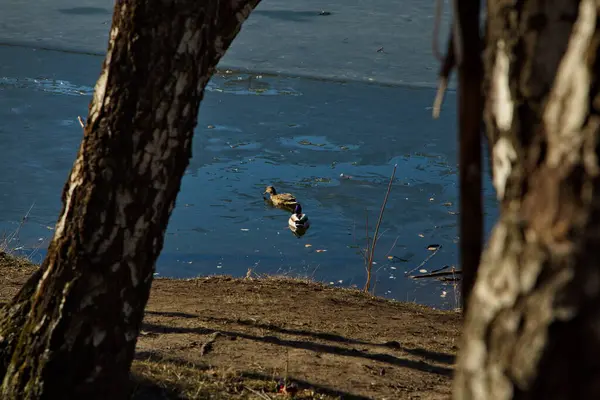 Patos Sobre Hielo Fino Primavera Moscú Rusia —  Fotos de Stock