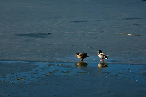 Patos Sobre Hielo Fino Primavera Moscú Rusia —  Fotos de Stock