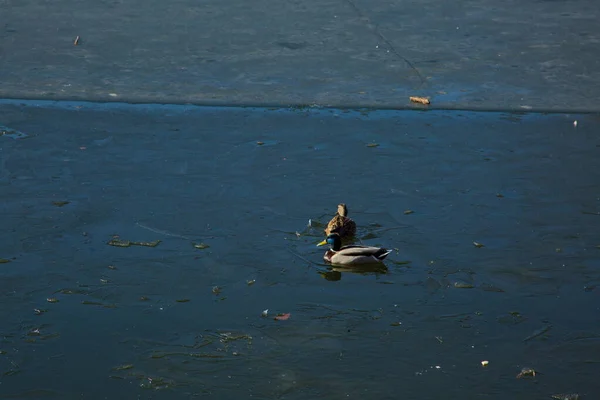 Patos Sobre Hielo Fino Primavera Moscú Rusia — Foto de Stock