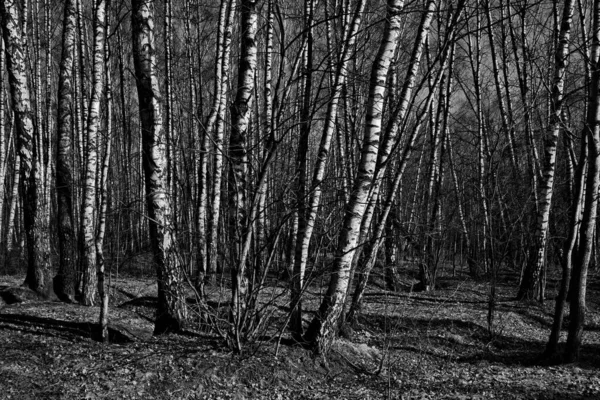 俄罗斯 一个白桦树林的早春 — 图库照片