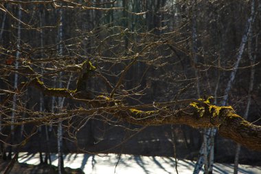 Bahar ormanının yosun dalları, Rusya.