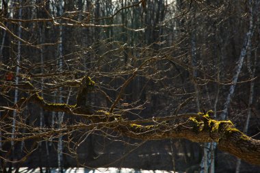 Bahar ormanının yosun dalları, Rusya.