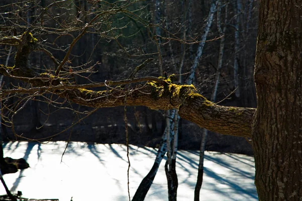 Branches Moussues Forêt Printanière Russie — Photo