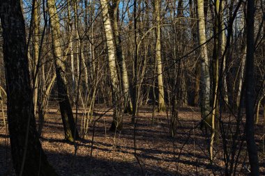 Güneşli bir günde uyanan bahar ormanı, Rusya.