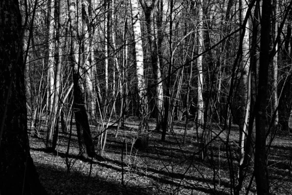 晴れた日に春の森を目覚めさせる ロシア — ストック写真