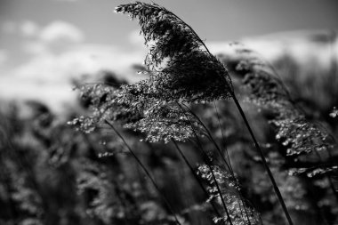 Rusya 'da bir orman gölü üzerinde kıyı çimeni çalılıkları..
