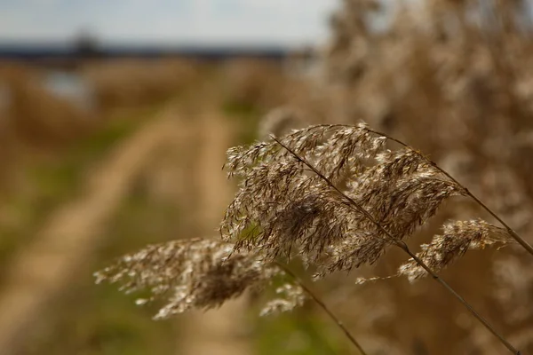 Oreilles Sauvages Sur Bord Une Route Campagne — Photo