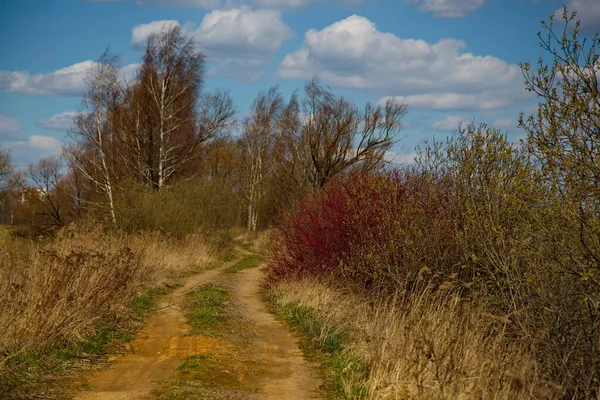 Сільська Дорога Російському Лісі — стокове фото