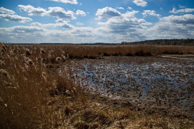 Rusya 'da bir orman gölünün bataklık kıyısı..